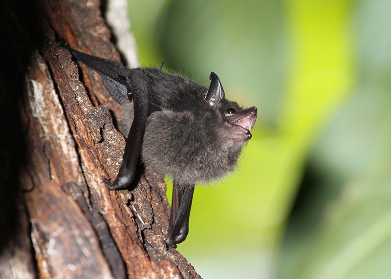 Dark-brown bat clinging to a piece of bark and calling.