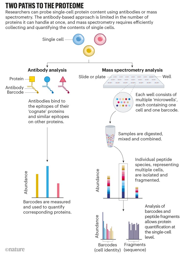 Two paths to the proteome. Graphic showing differences between antibody and mass spectrometry analysis.