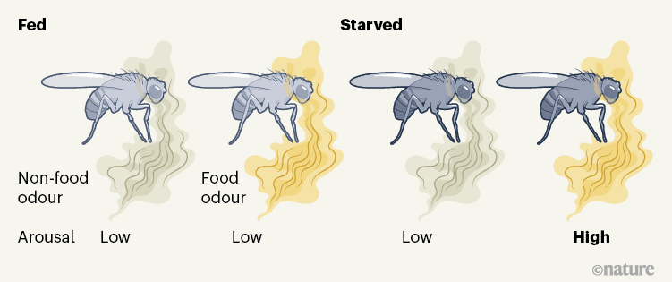 A fly’s internal state affects its response to sensory information during sleep.