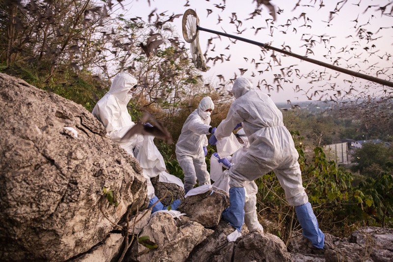 Researchers wearing full PPE catch bats while standing on rocks