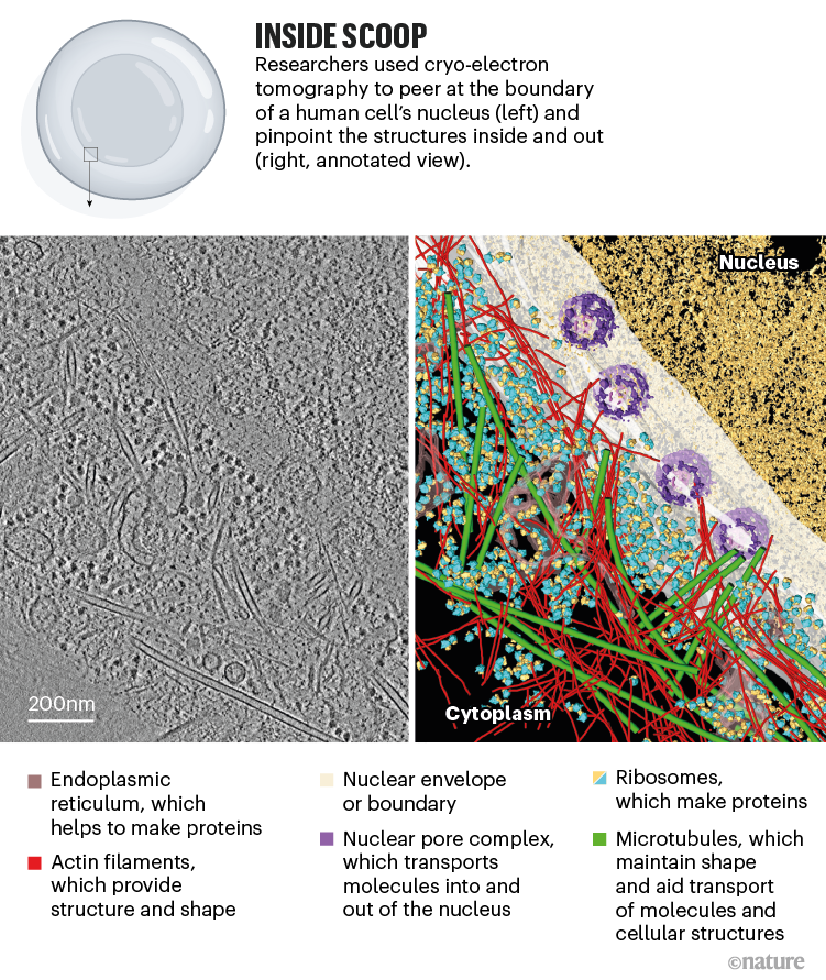 Inside scoop. Graphic show an annotated view of a cryo-electron tomography image.