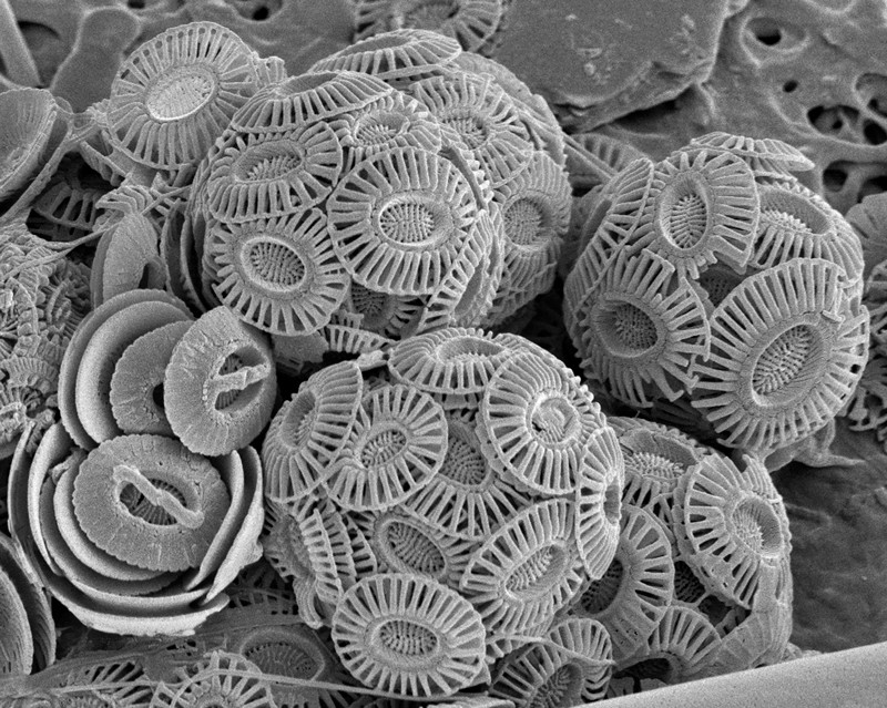 Scanning electron micrograph of coccolithophores