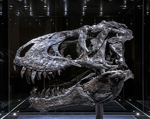 The ‘Tristan Otto’ Tyrannosaurus rex skull that was examined by researchers.