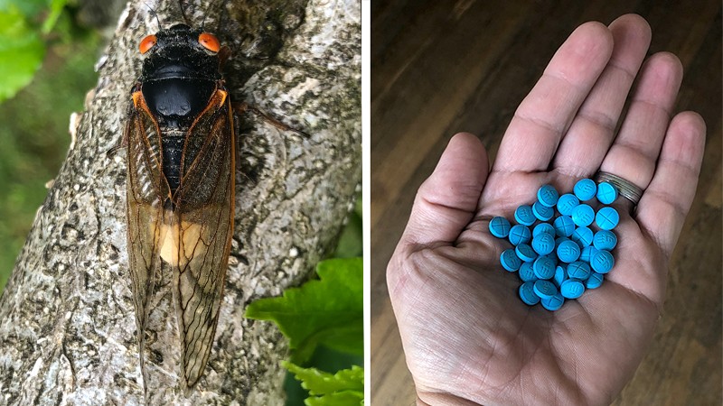 Left, a cicada; right, blue Adderall pills in a hand.