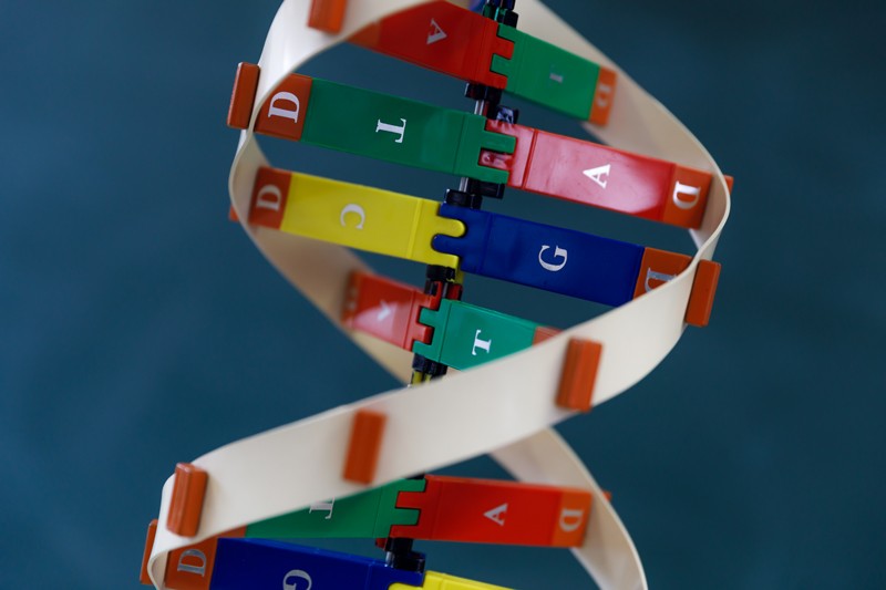 A 3D model of the DNA double helix with bases represented in different colours and labelled with letters