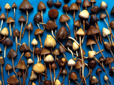 How ecstasy and psilocybin are shaking up psychiatry 5