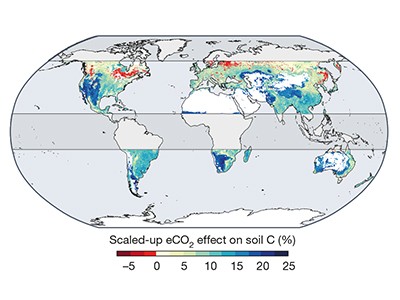 Effects of rising CO2 levels on carbon sequestration are coordinated above and below ground 1