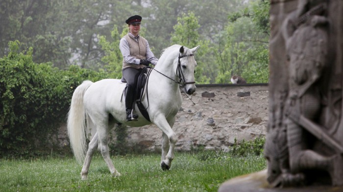 This Lipizzan stallion is among the many modern breeds to have roots in the East.