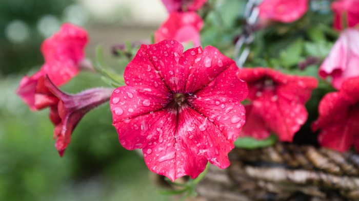 Scent molecules are released from petunia flowers by a membrane protein.