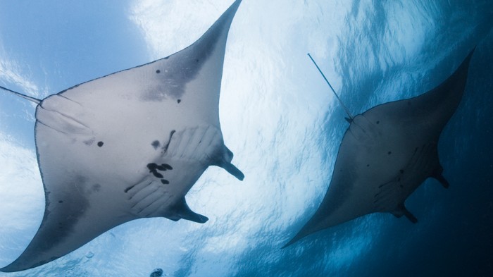 Giant manta rays occur worldwide in tropical and temperate waters, and can measure up to 7 metres across.