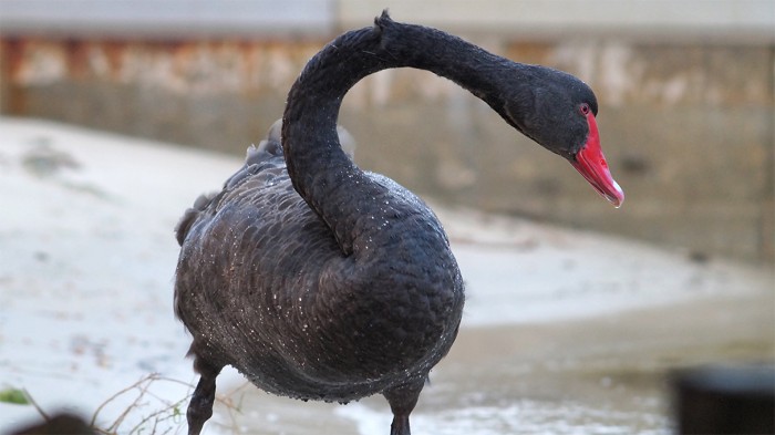 Modern Australian black swans replaced a larger, flight-reduced species in ancient New Zealand.