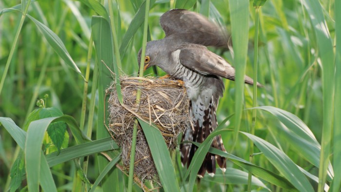 The seldom-heard call of the female cuckoo puts other birds on edge.