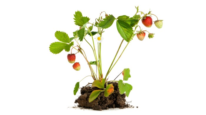 Strawberry plants can make either seeds or clones