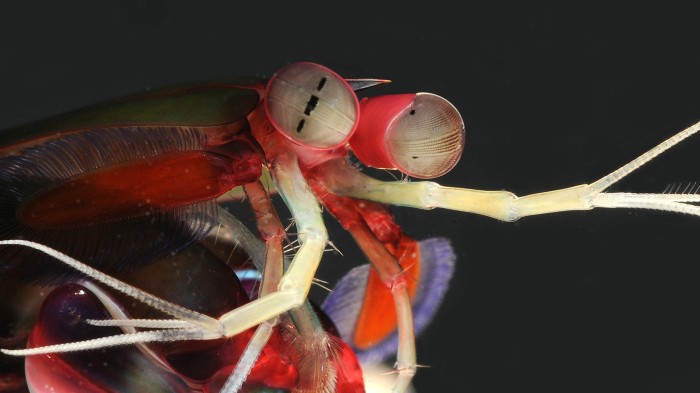 Mantis shrimp — such as Gonodactylus smithii — are top predators with excellent vision.