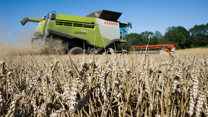 Shorter wheat can bring better harvests — but also problems for farmers.