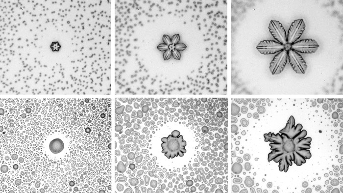 Ice formed six-leaved-clover patterns on hydrophobic surfaces, and sunflower-like arrangements on hydrophilic ones.