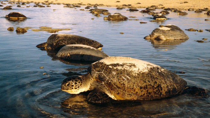 Female green sea turtles return to the water after laying eggs near the Great Barrier Reef.