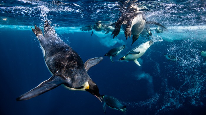 Emperor penguins