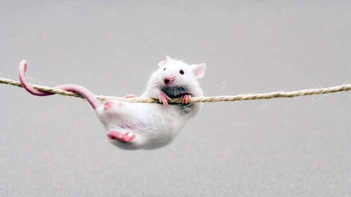 A tightrope stroll was too much for the neurons that steady this mouse.