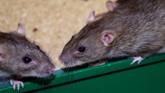 Norway rats (Rattus norvegicus)