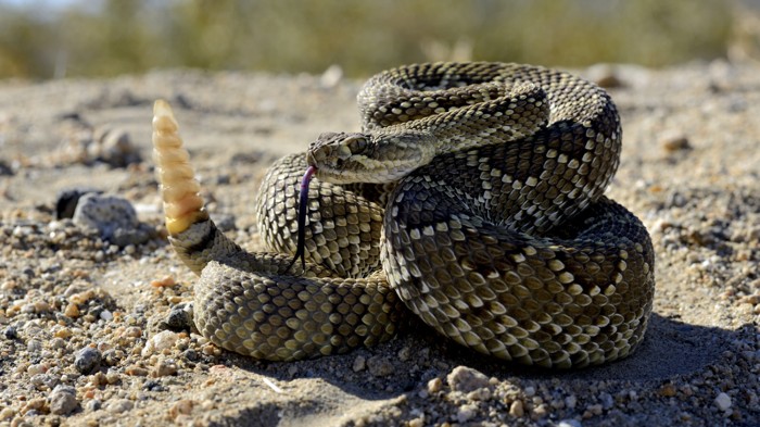 The Mojave rattlesnake’s venom can kill a human, but it preys mainly on rodents.