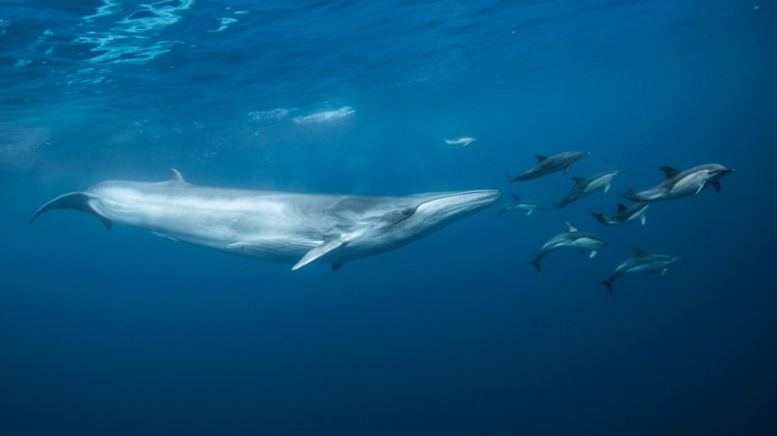 Brydes whale and Common dolphins