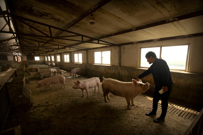 A farmer strokes one of a few pigs in a large mostly empty barn in China.
