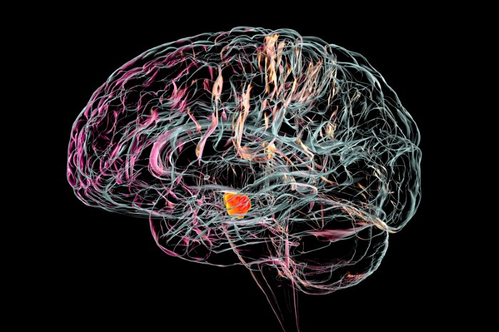 Ilustrasi substansia nigra yang sehat dalam otak manusia