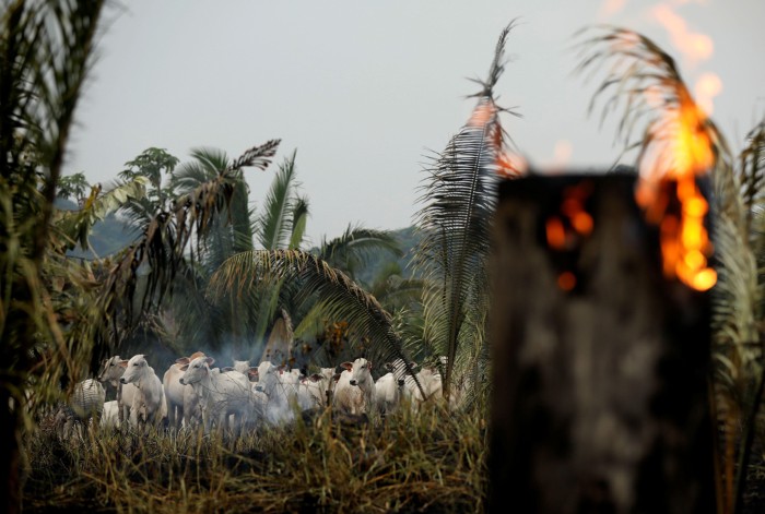 A herd of cattle stand in a clearing in the Amazon rainforest near a burning tree stump