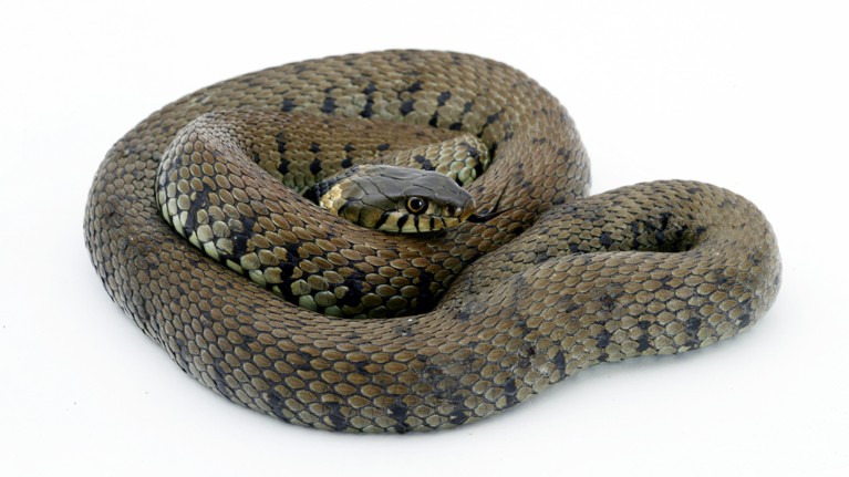 Grass snakes common in Great Britain are at risk of a fungal disease