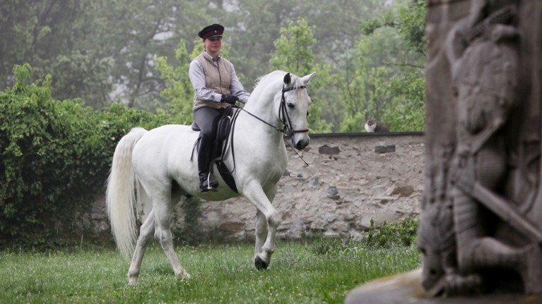 This Lipizzan stallion is among the many modern breeds to have roots in the East.