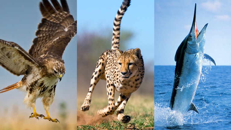 The fastest animals in the air, on land and at sea are not the largest.
