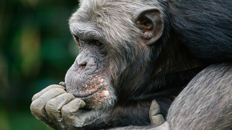 Chimps are the only species besides humans in which two key indicators of Alzheimer’s have been found together.