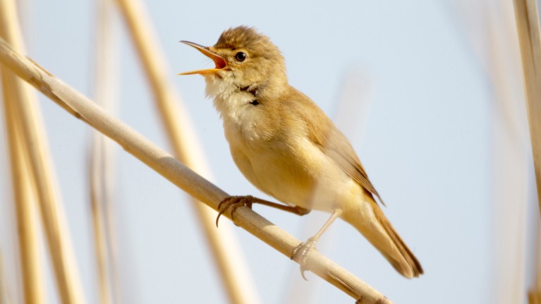 The Eurasian reed warbler migrates over vast distances, from Europe to sub-Saharan Africa.