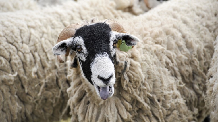 Sheep are one of many mammals that make ‘bleating’ type noises.