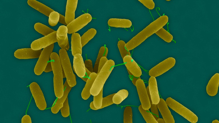 Pseudomonas aeruginosa is one of the clinically relevant pathogens that the new compound may help to fight.