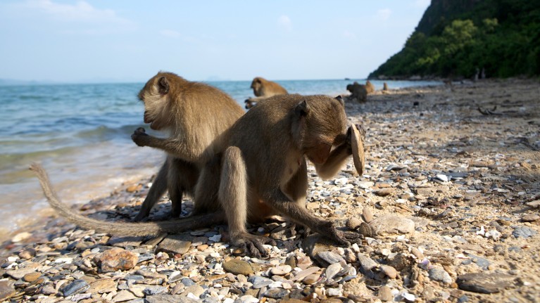 Long-tailed macaques use stone tools to crack open cockles at low tide.