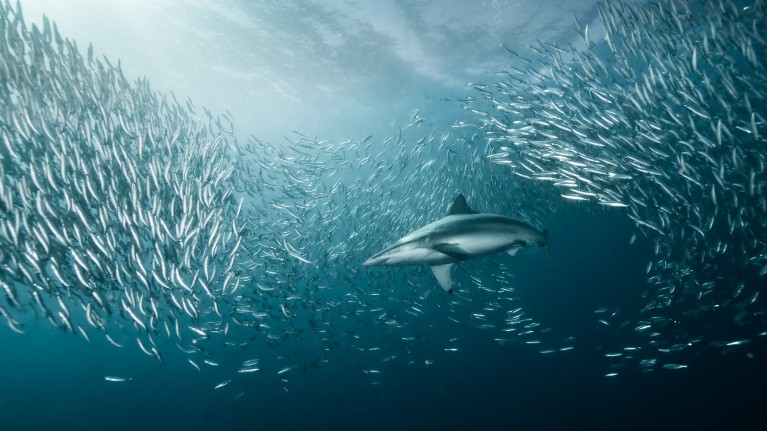 Fish use a variety of strategies to escape from a looming threat.