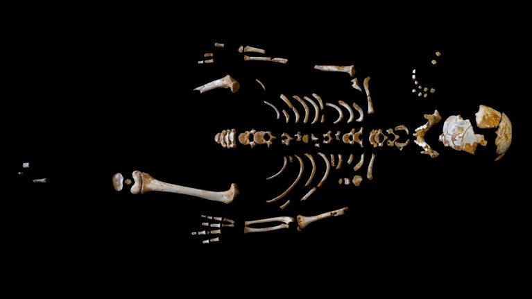 This partial Neanderthal skeleton is one of 13 to be recovered from the El Sidrón cave system in Asturias, Spain.