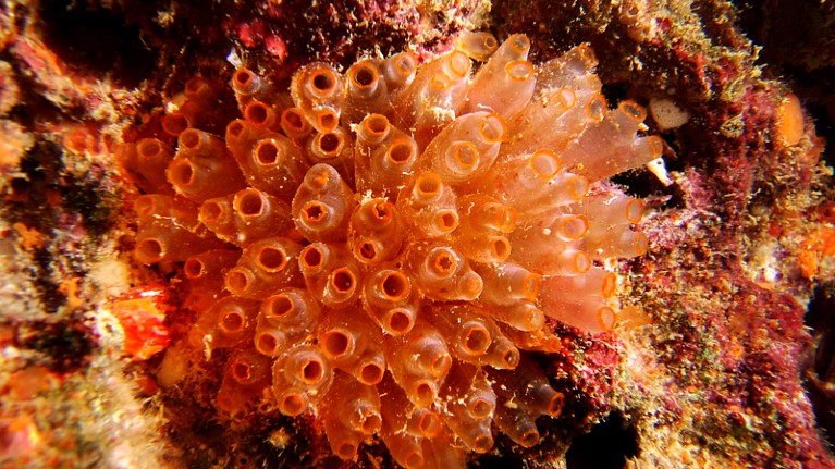 Sea squirt from which a bacteria can be derived.