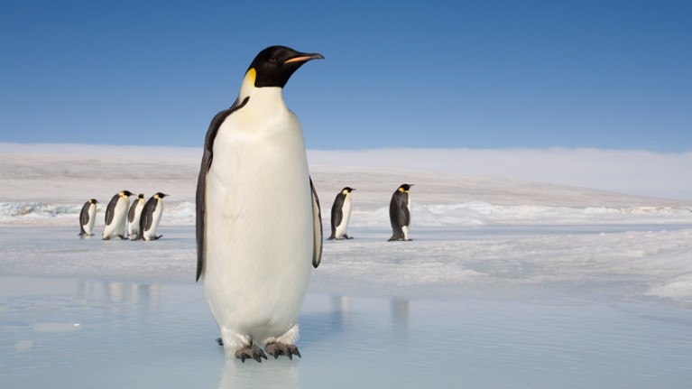 Even the 1.2-metre-tall Emperor penguin is smaller than a newly discovered penguin species that lived some 60 million years ago.