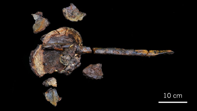 Ancient people in what is now Sweden mounted human skulls on wooden sticks, perhaps as a funerary display.