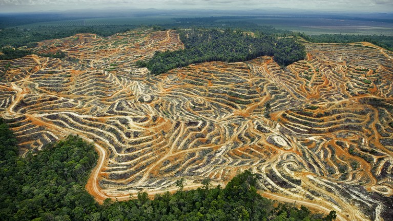 Oil palm plantations in the rainforest