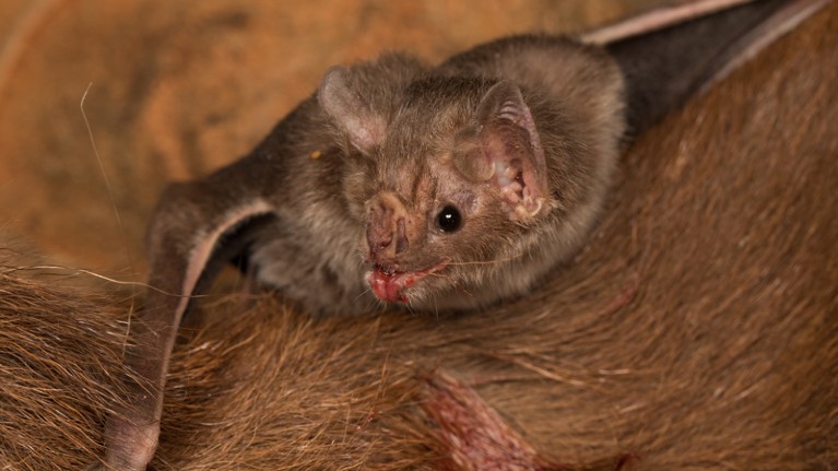 A vampire bat dines on livestock blood, which is high in protein and low in carbohydrates.