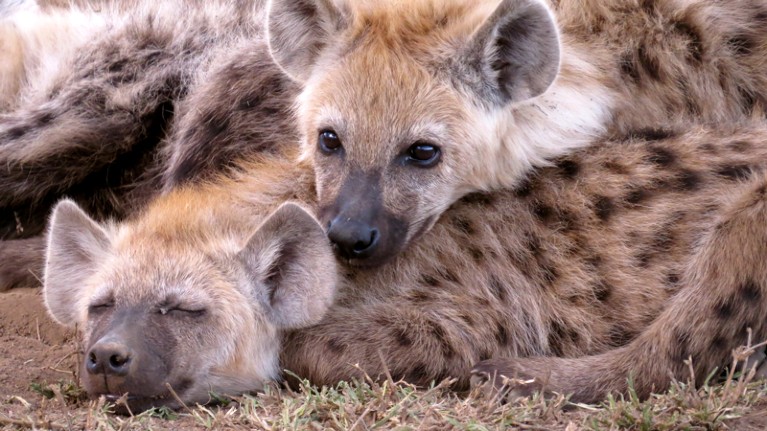 Two spotted hyena cubs