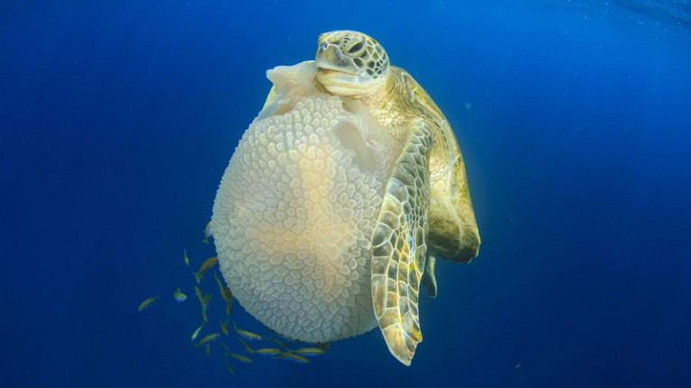 A green turtle holding a mosaic jellyfish
