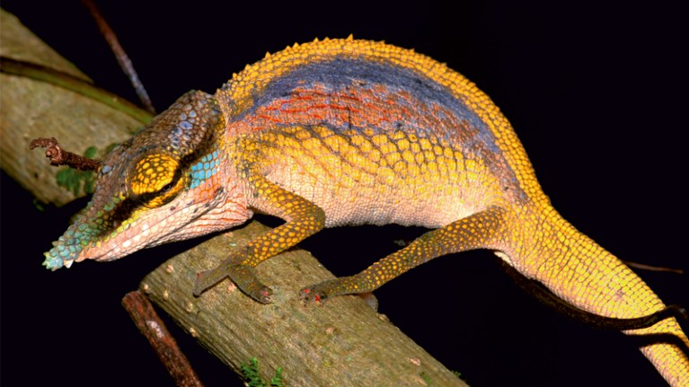 Chameleon showing rainbow display colours