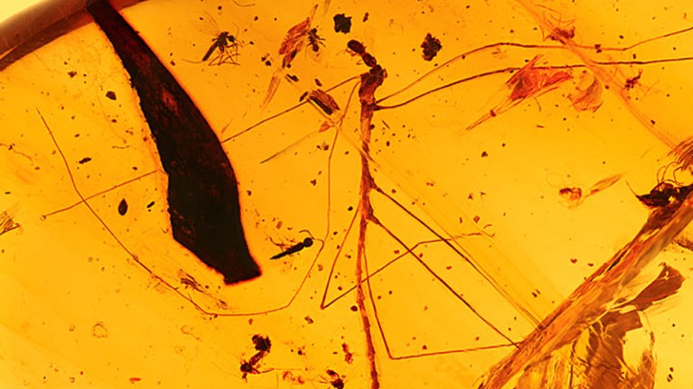 A stick insect preserved in amber