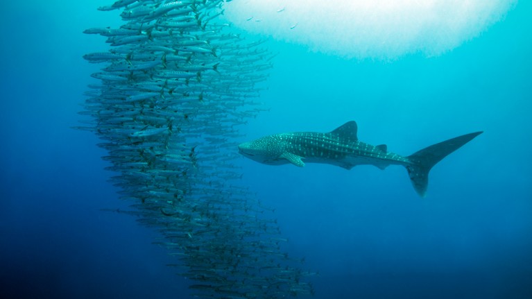 Whale shark swimming with group of blackfin barracuda