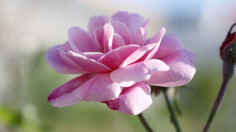 Rosa chinensis Rose flower